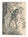 Nightingale in Song