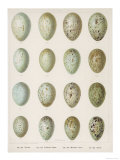 Eggs of Raven Crows Rooks and Jackdaws