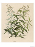Also Called Verveine or Vervain