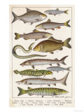 An Assortment of Fish