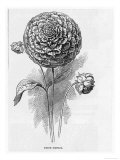 Prize Dahlia