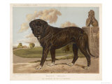 An Aristocratic Mastiff in the Grounds of a Stately Home