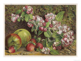 Apples and Strawberries with Blossom to Represent the Months of May and June