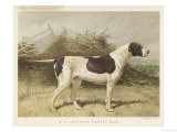 Classic Pointer Standing in the Field