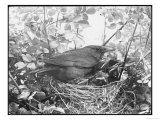 Blackbird Sits in Her Nest with Her Brood of Fledglings