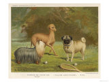Three Toy Dogs  a Pug an Italian Greyhound and a Yorkshire Terrier