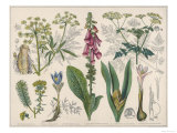 Water Hemlock