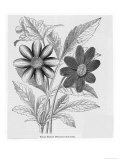 Single Dahlias with Stellate Character