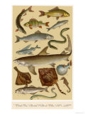 A Selection of Fish