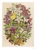 Mentha Pulegium
