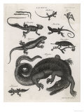 The Alligator Feeds on Fish and Mammals But  Unlike the Crocodile  Seldom Attacks Humans