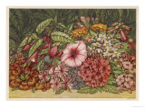 Cultivated Autumn Flowers Including: Lantana