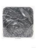 Nightingales on Their Nest