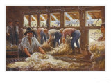 In an Australian Sheep Shearing Shed