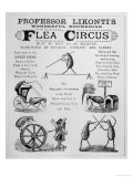 Broadsheet Advertising Professor Likonti's Romanian Flea Circus During Visit to London