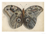 Amateur Naturalist's Depiction of a Moth