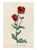 Corn Poppy or Corn Rose Poppy or Field Poppy