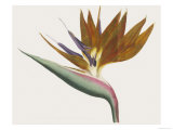 Canna-Leaved Strelitzia Strelitzia Reginae