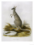 Macropus Parryi