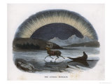 Traveller in a Reindeer Sleigh Sees a Spectacular Aurora Over the Northern Ice