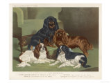 Four King Charles Spaniels One of Each Colour: 1 Blenheim 2 Black and Tan 3 Ruby 4 Tricolour