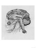 Side View of the Brain