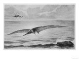 Giant Pterodactyl the Pteranodon with a Wing-Spread of Some 6 Metres from the Cretaceous Period