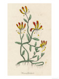 Woodbine or Common Honeysuckle