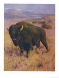 Bison Bison American Bison or Buffalo