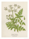 Beaked Parsley