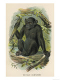 Bald Chimpanzee
