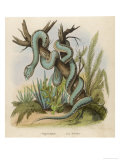 Snake  Trigonocephalus