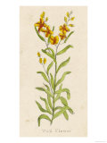 Also Known as Cheiranthus Ch Wall Flower