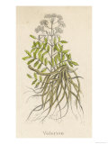 Common Valerian or Garden Heliotrope