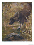 Bubalis Bubalis Indian Buffalo