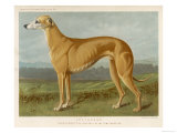 An Example of a Fallow Colour Greyhound Standing