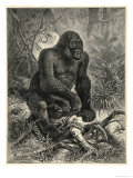 Gorilla (Troglodytes Gorilla) in the Jungle