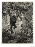 Two Gorillas in the Jungle