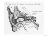 Ear Diagram of the Front View of the Ear