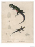 Pink-Bellied Leaf Lizard and Another Smaller Lizard Type Labelled as Trachycyclus Marmoratus
