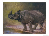 An Indian One-Horned Rhinoceros