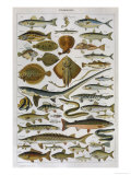An Assortment of Fish