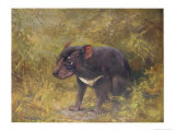 Tasmanian Devil (Sarcophilus Ursinus) a Carnivorous Marsupial Found Only in Tasmania