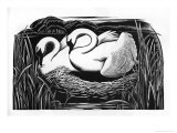 Two Swans
