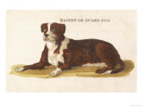 An Early British Mastiff a Breed Which at This Time was Mainly Used as a Guard