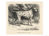 Mr Fawdrys Dalmation Dog Captain