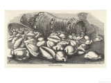 Money-Cowries