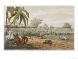 Pigsticking in India