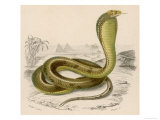 Egyptian or Brown Cobra