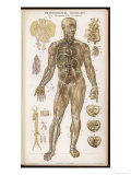 Physiological Diagram of the Organs of Circulation